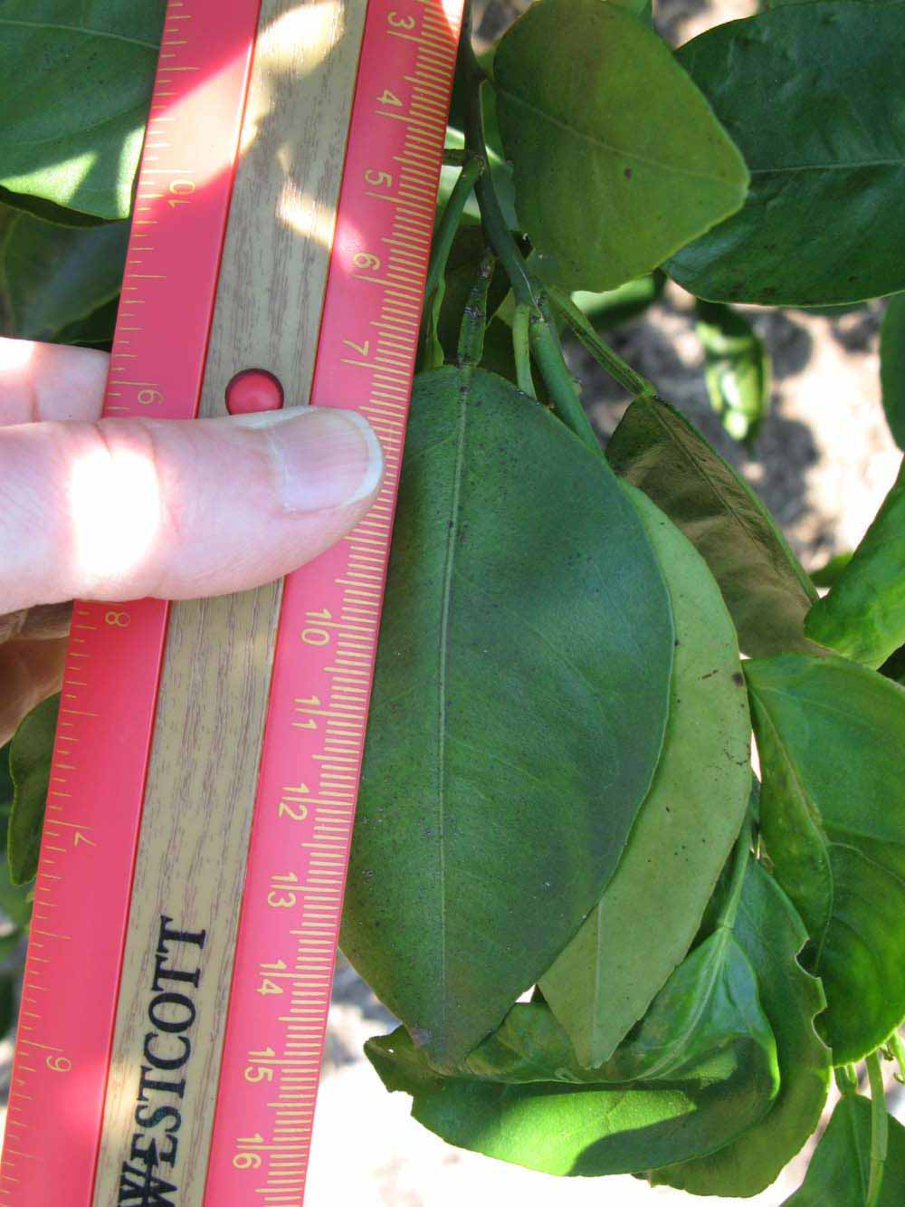              Unifoliolate leaf (Winter Haven, FL)       